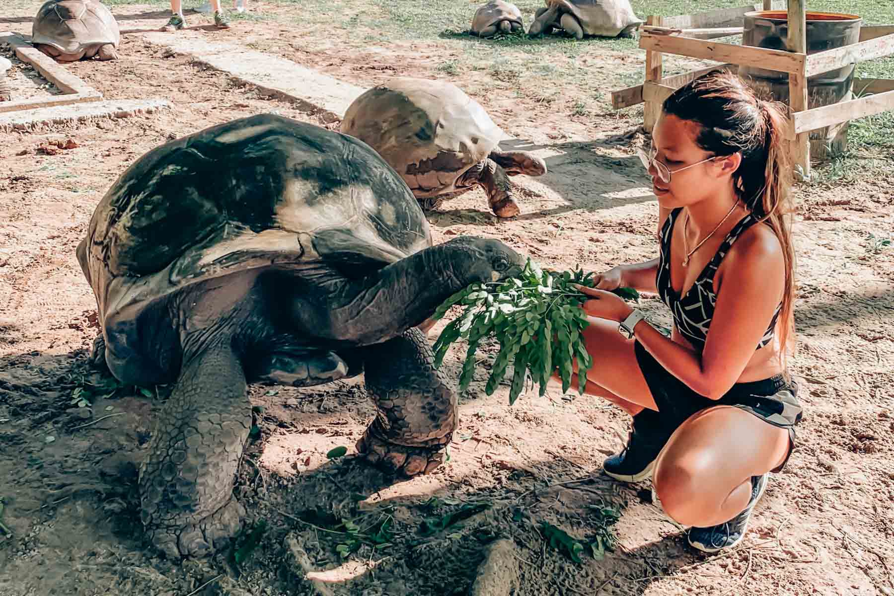 Turtle feeding in Seychelles