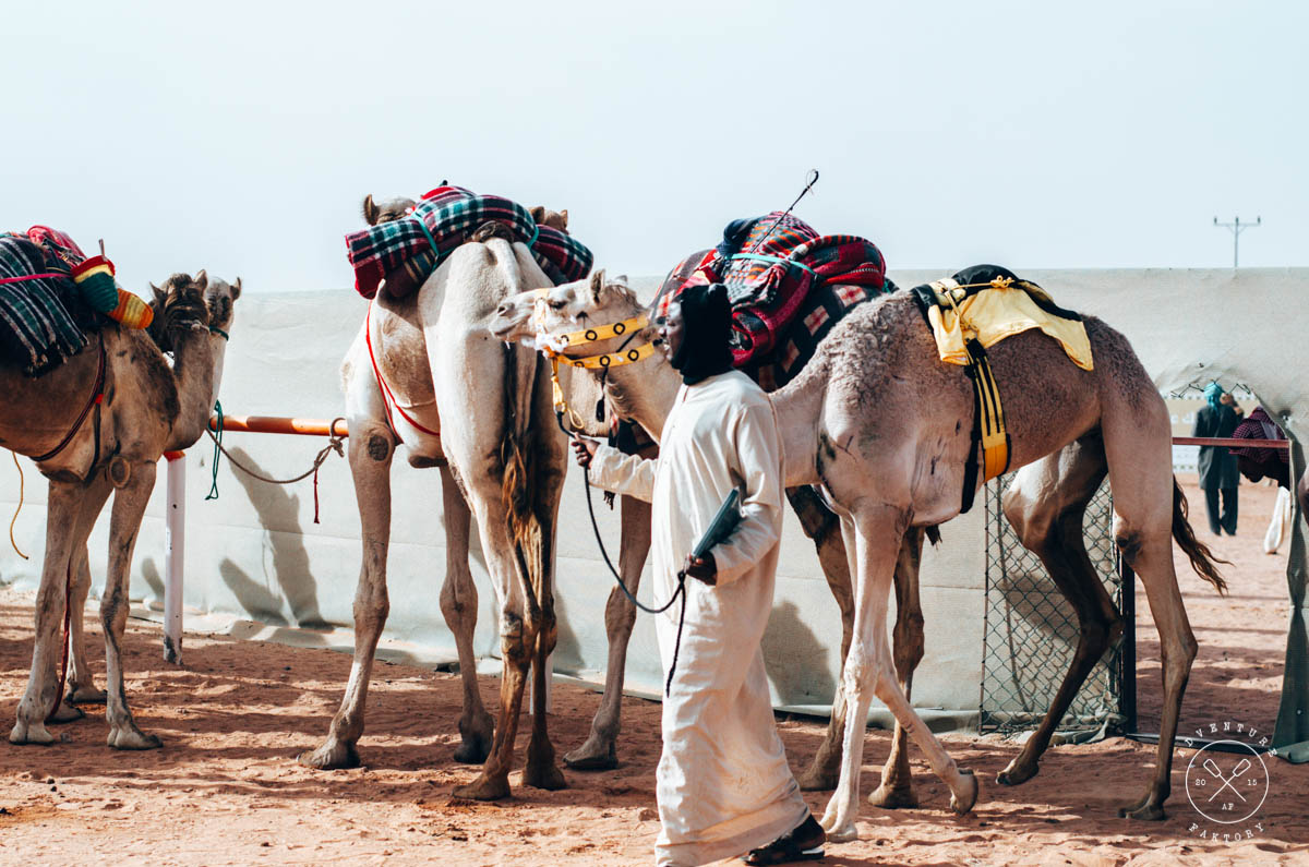 Saudi Arabia Camel Festival | AdventureFaktory – An Expat Magazine from  Singapore & Dubai focused on Travel