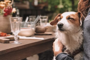 Dog-Friendly Terrasses in Montreal