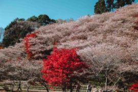 Japan Winter Cherry Blossom